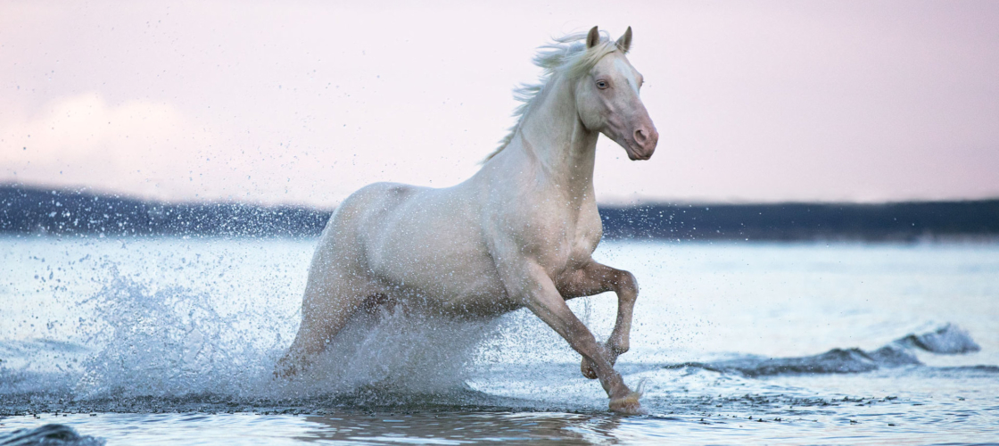 Hengst im Meer